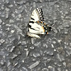 Eastern Tiger swallowtail butterfly