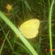 Common grass yellow