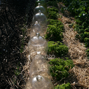 Colonial Greenhouses in Williamsburg by Dianne Collins - Landscapes Prairies, Meadows & Fields