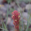 Pumice Indian Paintbrush