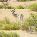 Sand Gazelle; Arabic - Rheem