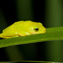 Tinker Reed Frog