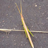 Snow's Toothpick Grasshopper