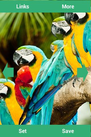 【免費娛樂App】Parrots Wallpapers-APP點子