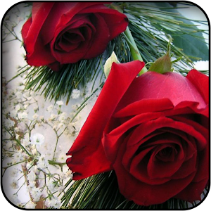 Red Flowers Wallpapers 5.0