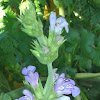 Garden sage