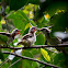 Yellow-vented Bulbul