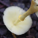 Leucocoprinus birnbaumii