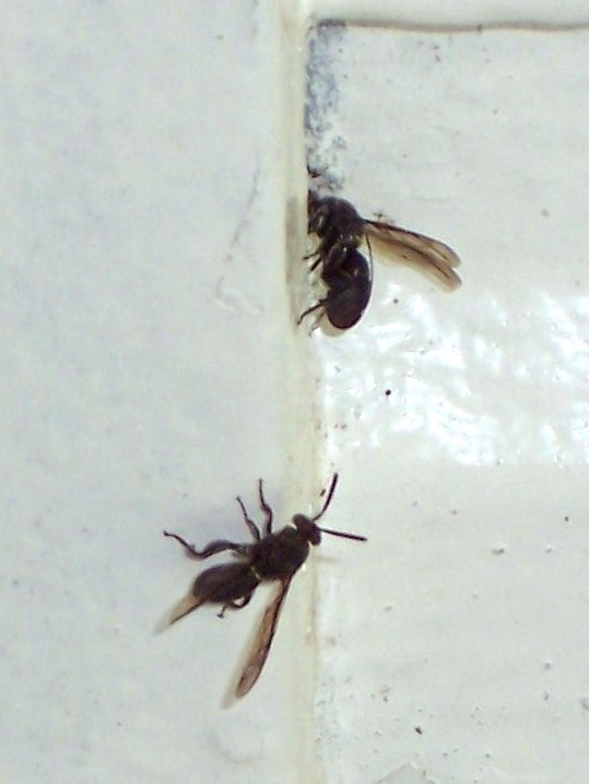 Leucospidid Wasp
