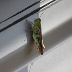 Green Bird Grasshopper