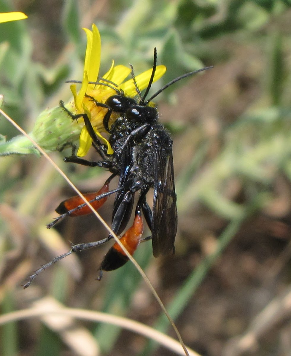 Cutworm-hunting wasps
