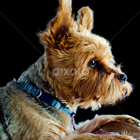 Hannah the sofa queen. by Steve Forbes - Animals - Dogs Portraits