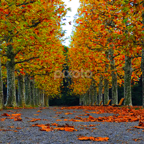 Autumn Color by Leka Huie - City,  Street & Park City Parks