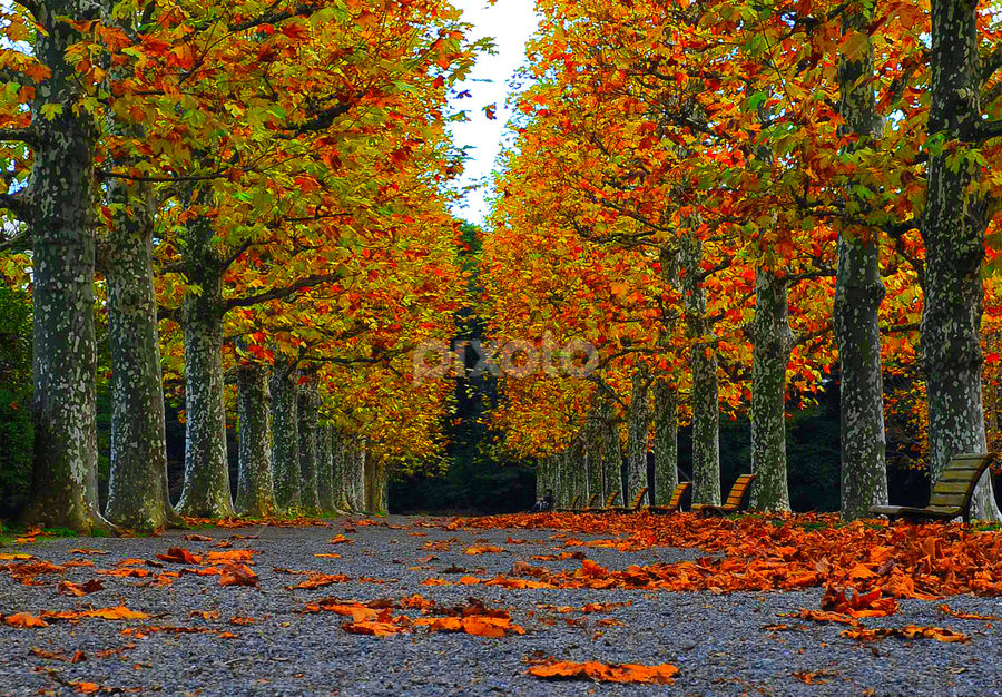 Autumn Color by Leka Huie - City,  Street & Park City Parks
