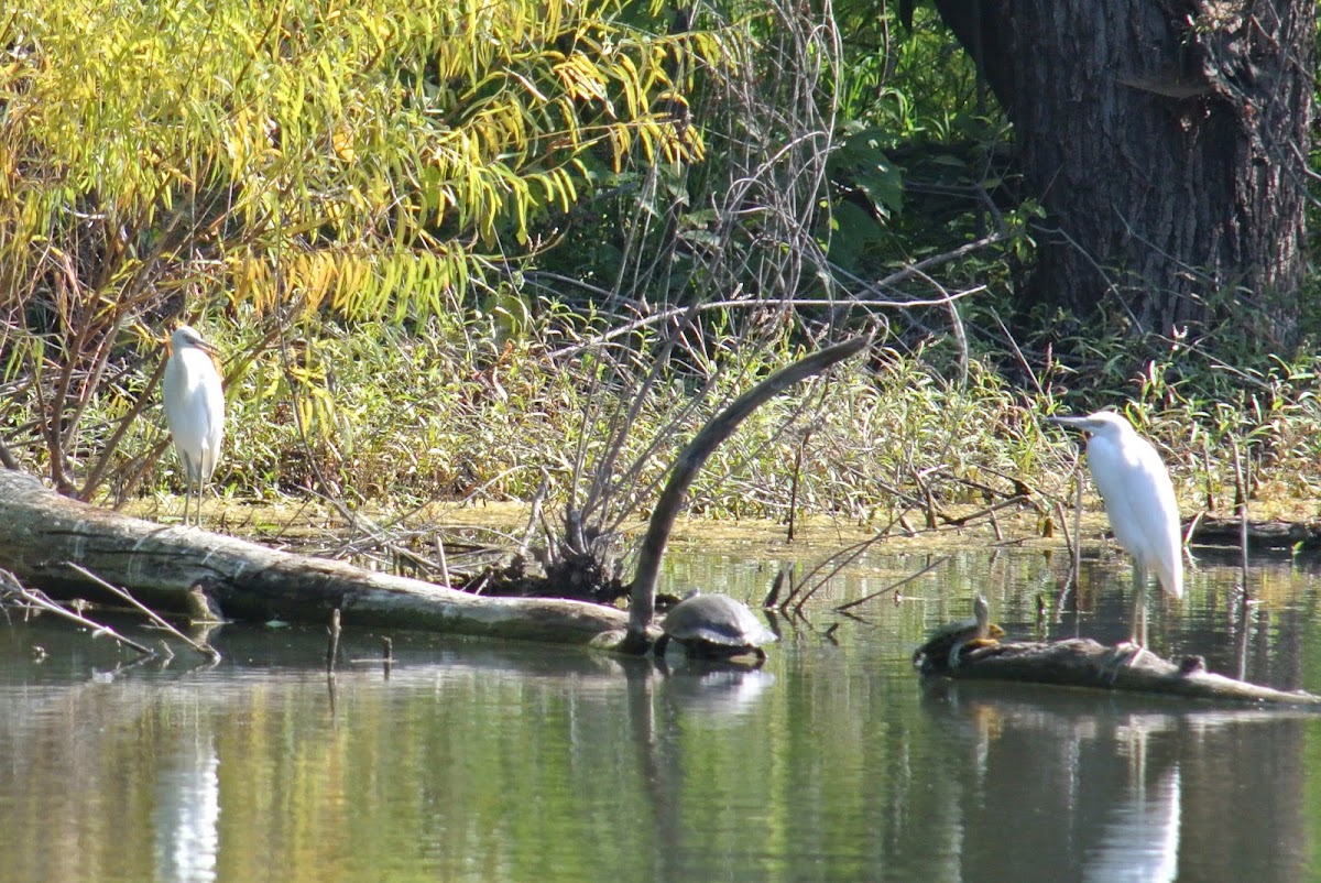 Little Blue Heron (juvenile with turtles)