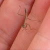 Chinese Mantis hatchlings