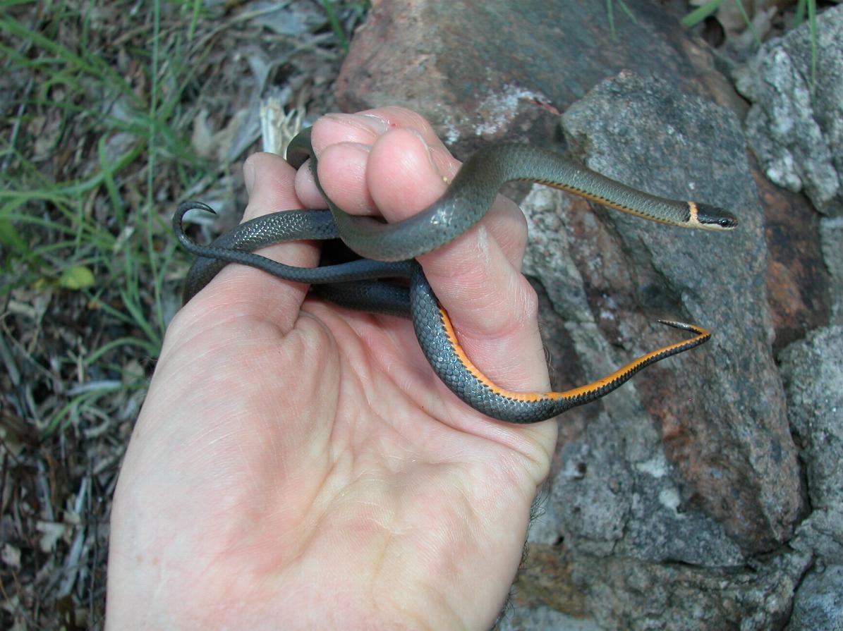 Northern ring-necked snake