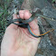 Northern ring-necked snake