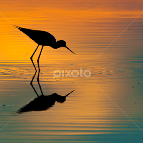 sunset bird by Riccardo Trevisani - Animals Birds