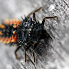Lady Beetle larva