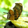 Tiger-striped Leafwing