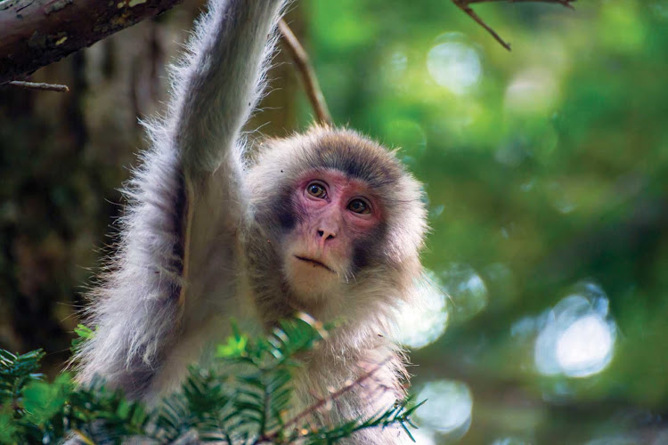 A monkey in Sandakan, on the eastern side of Borneo, spotted during a Silver Discoverer shore expedition.