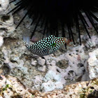 Hawaiian Whitespotted Toby