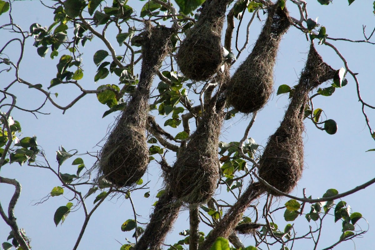 nest of the oriole