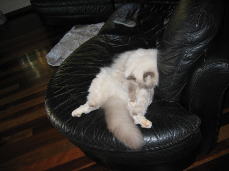 http://lh5.ggpht.com/hingehead/SK0EUZnKHeI/AAAAAAAAAIc/p_Dd1vJkq30/s800/105_0552.jpg