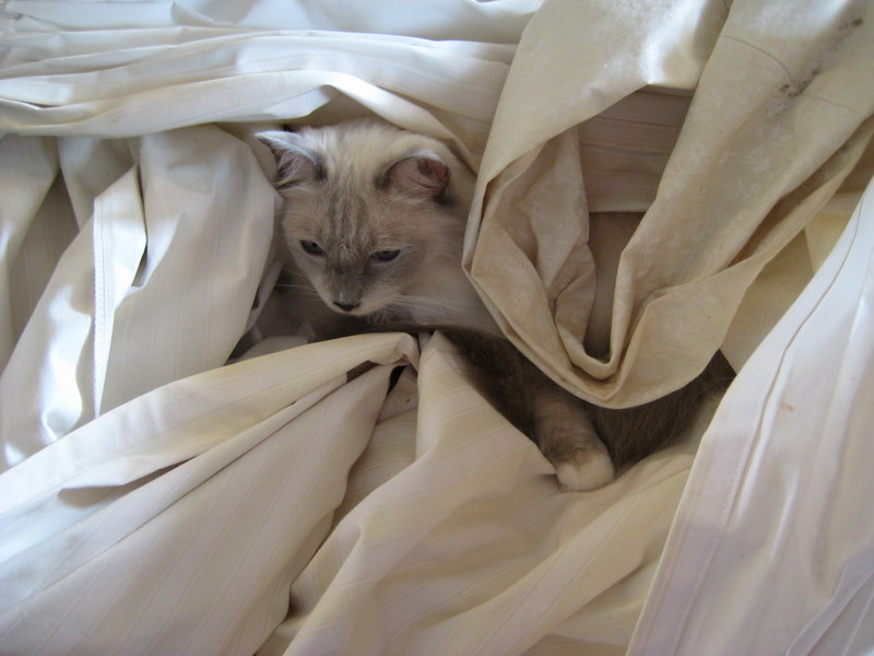 http://lh5.ggpht.com/hingehead/SK0EaJP_5uI/AAAAAAAAAKk/aXz09nWNNiM/s800/img%20084.jpg
