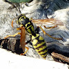 European paper Wasp
