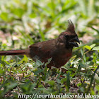 Northern Cardinal