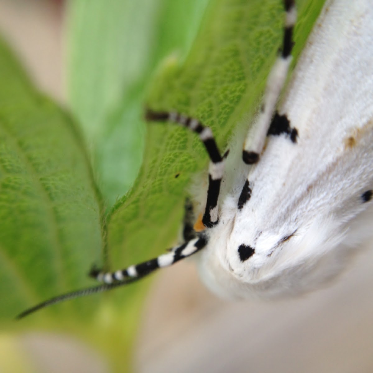 Vestal tiger moth