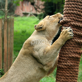 Scratching Post by Owen Taylor - Animals Lions, Tigers & Big Cats