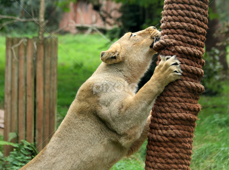 Scratching Post by Owen Taylor - Animals Lions, Tigers & Big Cats
