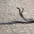 Black Whipsnake