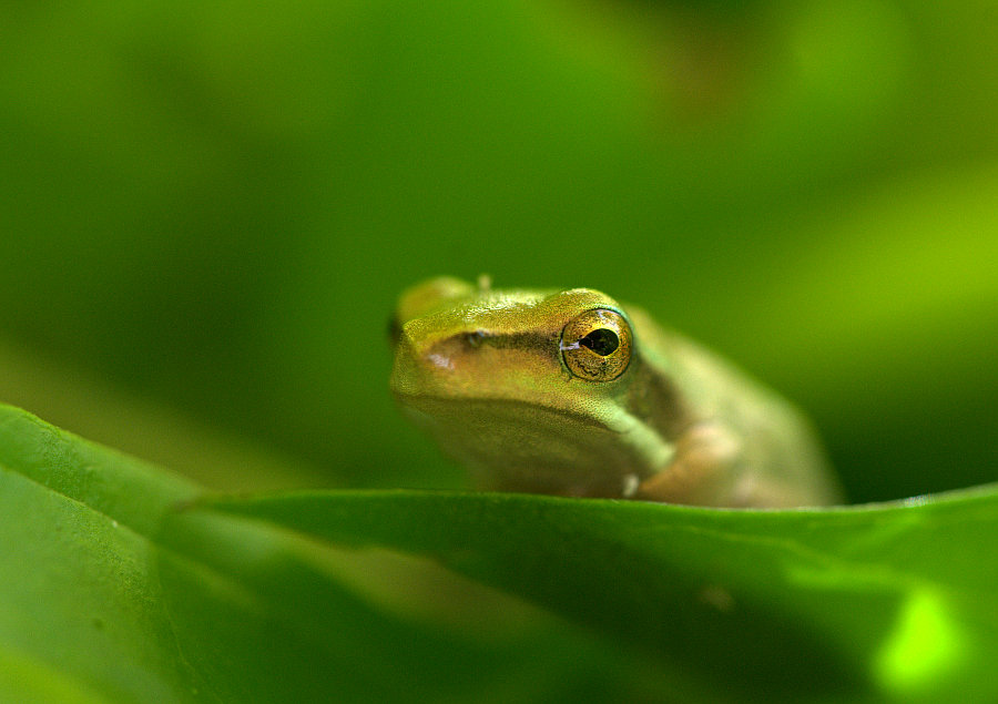 Green Stream Frog