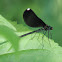 ebony jewelwing female