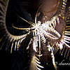 Feather Star Squat Lobster