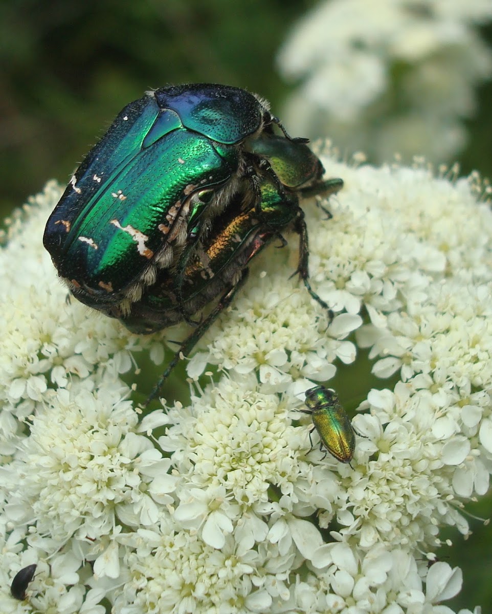 Green Rose Chafers ♂ ♀  (copulation) and Jewel Beetle ♂