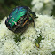 Green Rose Chafers ♂ ♀  (copulation) and Jewel Beetle ♂