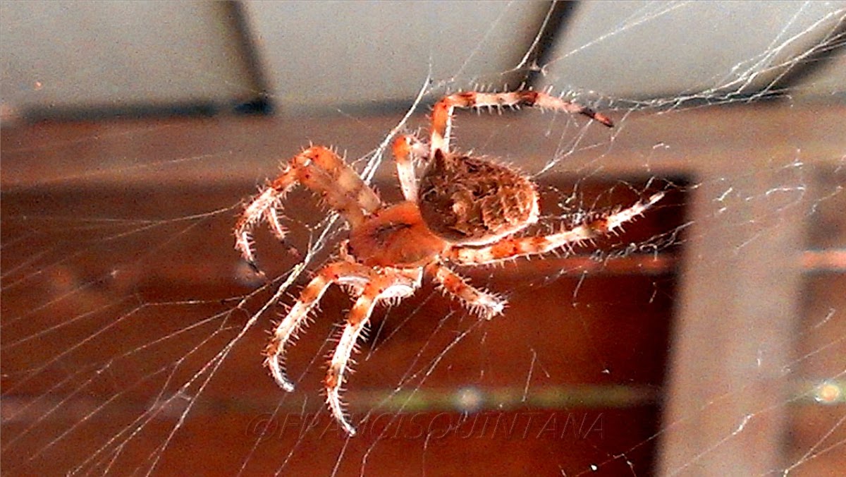 Orb-Weaving Spider