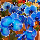 Blue Orchids by Teresa Holt -  