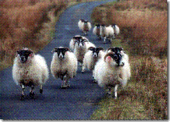 sheep-belonging-to-tenant