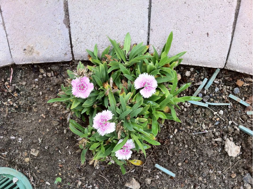 Carnation (Dianthus)