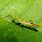 Green Assassin Bug