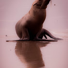 California Sea Lion