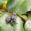 jumping spider (female)
