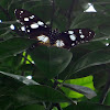 Variable Eggfly