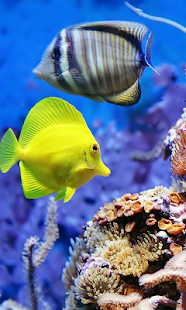 Download Aquarium Live Wallpaper APK for Android